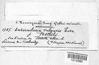 Tubercularia vulgaris image
